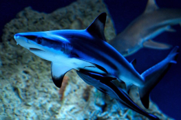 Pobierowo Atrakcja Oceanarium Oceanarium 